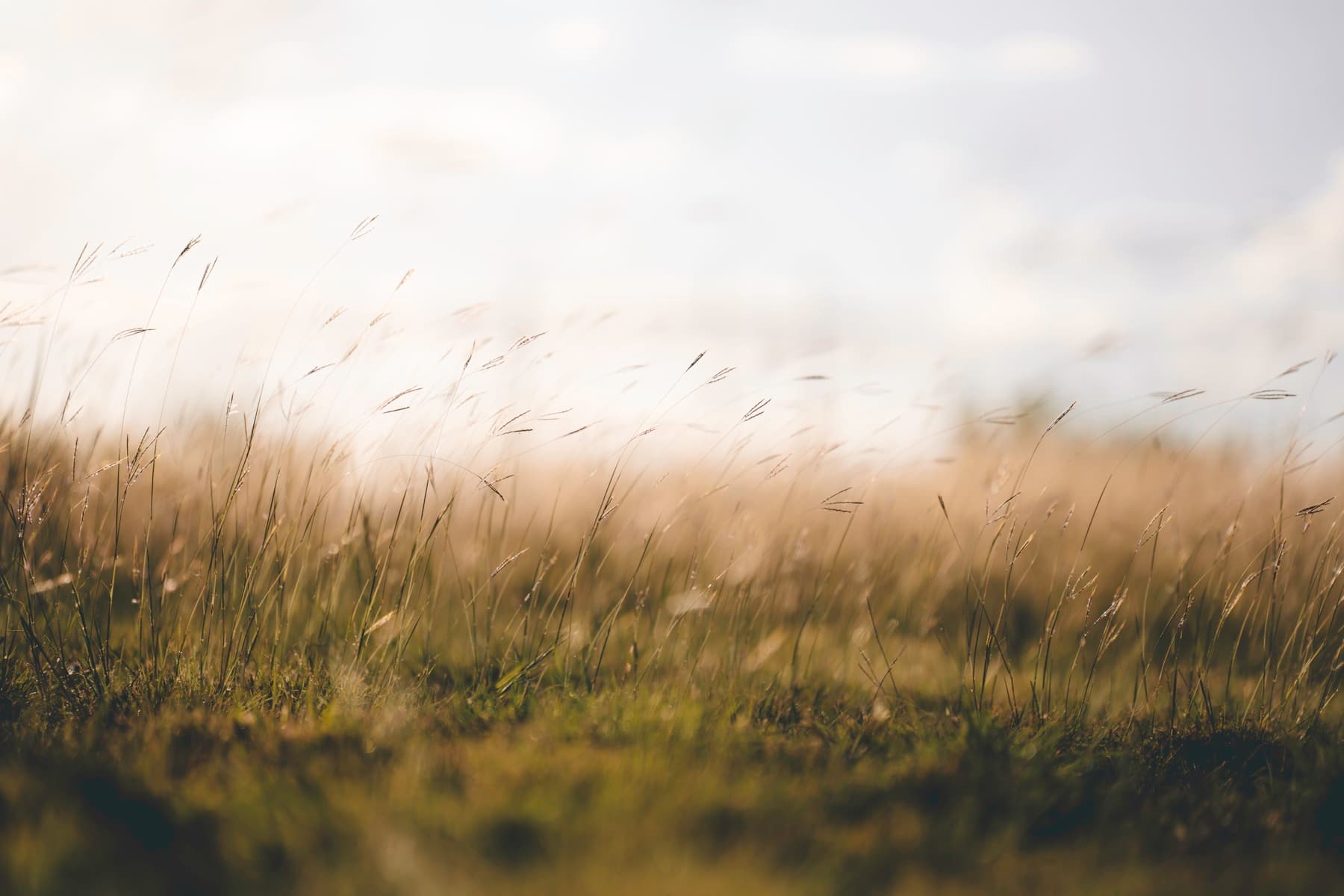 A quiet field of tall grasses in soft light before action begins.