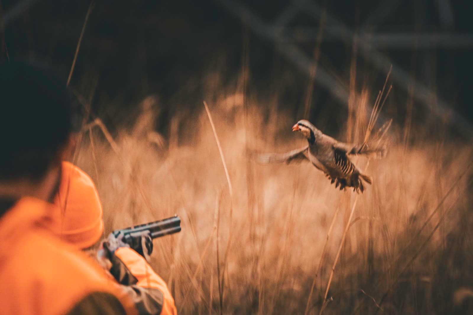 A clay target crossing a field of tall grass in front of a shooter.
