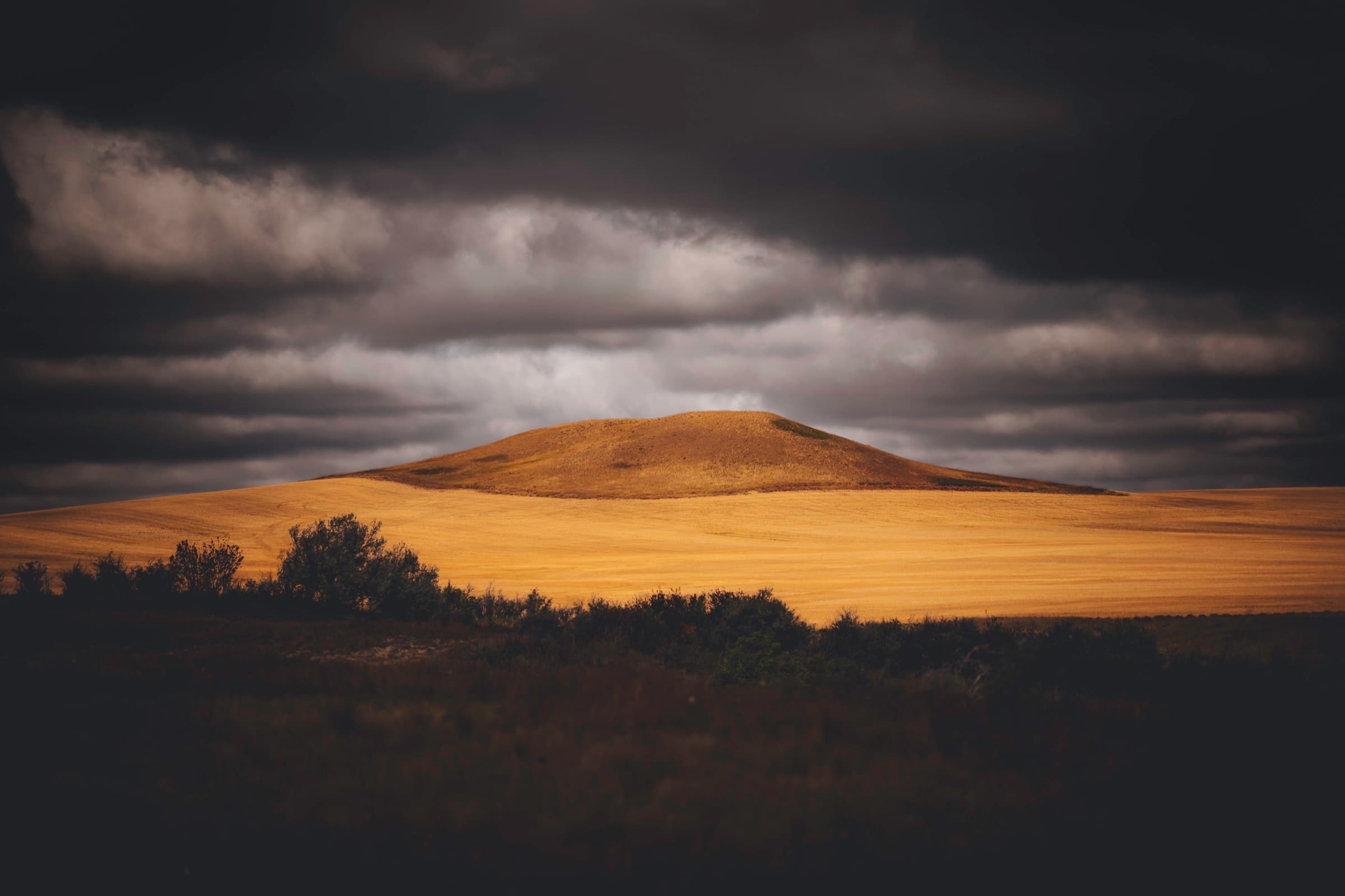 Storm clouds moving over a golden field.