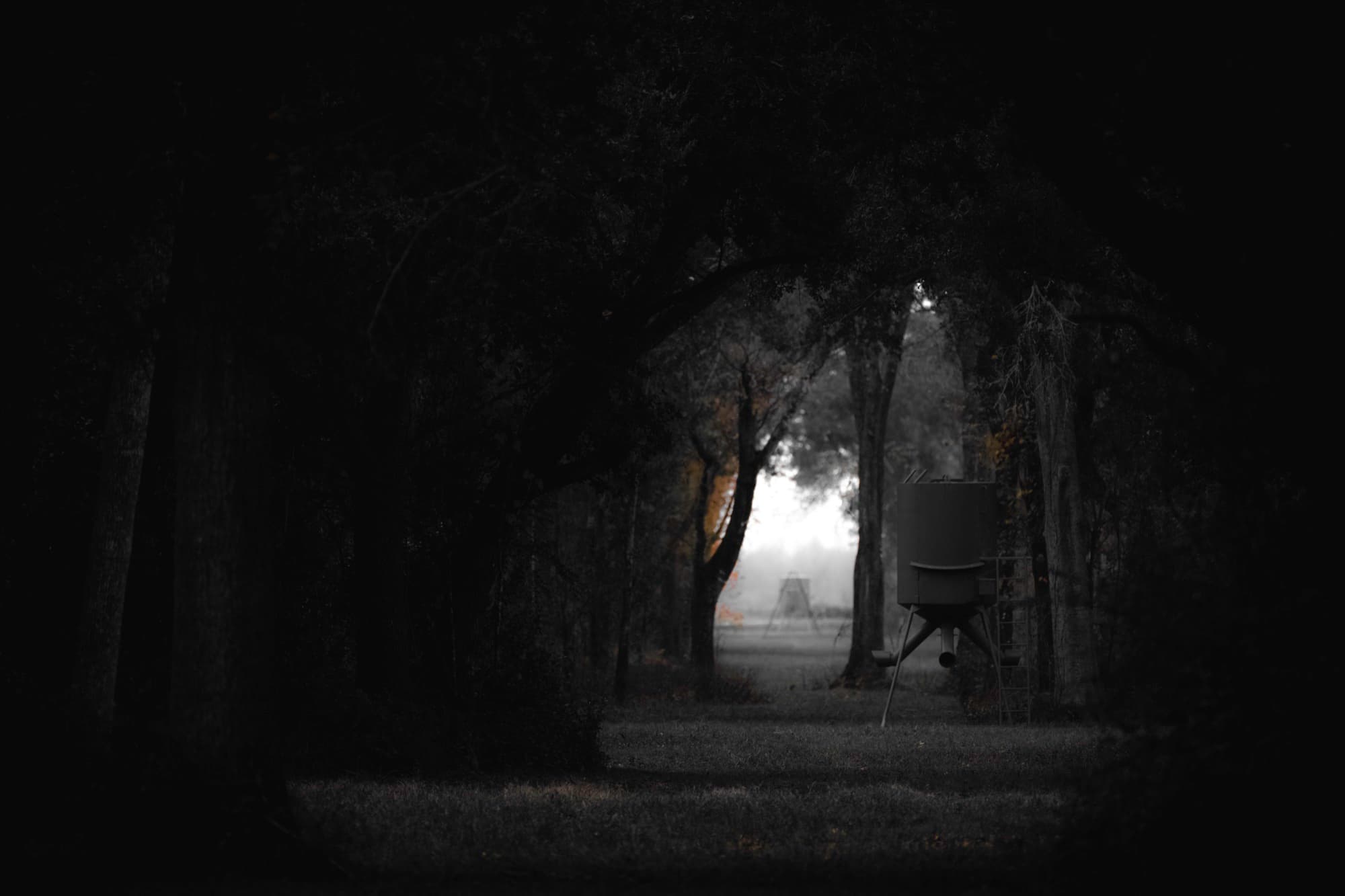 A dark tree corridor opening toward a pale field.