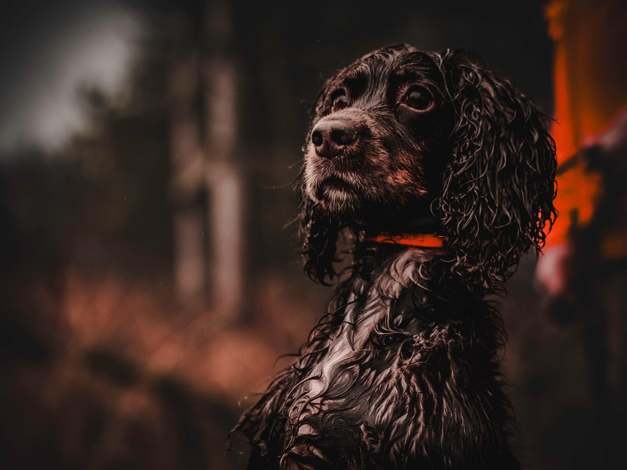A dim portrait with an orange field signal at the edge of the frame.