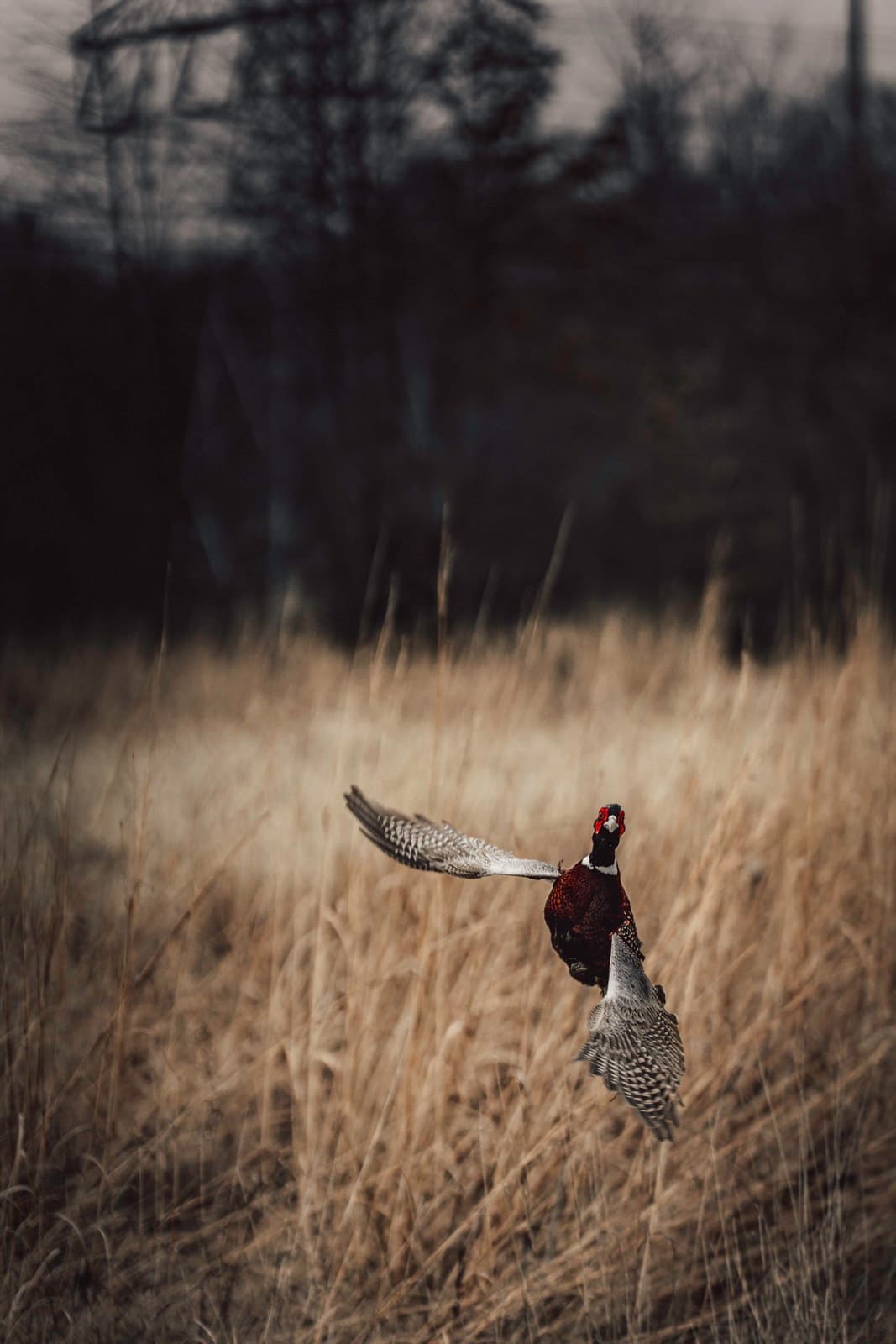 A small field detail held against a dark wooded background.