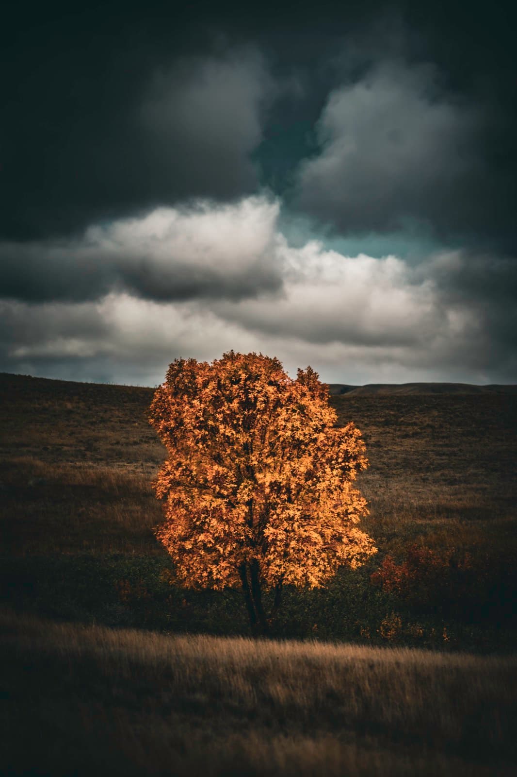 A tree and field edge under layered cloud.